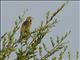 Dickcissel (Spiza americana)