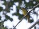 Orchard Oriole (Icterus spurius)