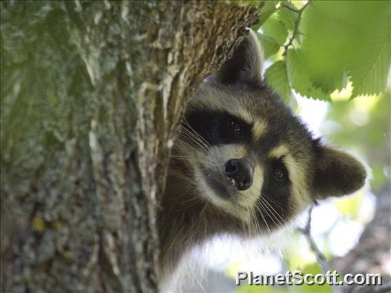 Northern Raccoon (Procyon lotor)