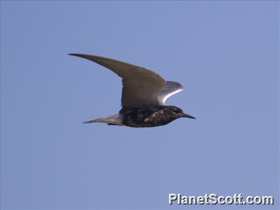 Black Tern (Chlidonias niger)