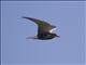 Black Tern (Chlidonias niger)