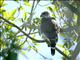 Gray Hawk (Buteo plagiatus)