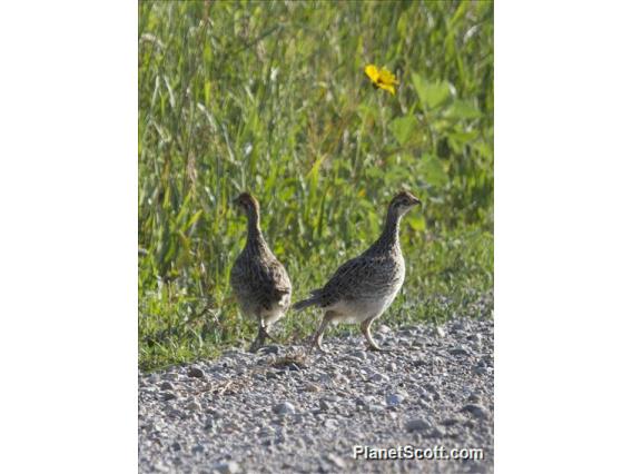 Sharp-tailed Grouse (Tympanuchus phasianellus)