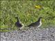 Sharp-tailed Grouse (Tympanuchus phasianellus)