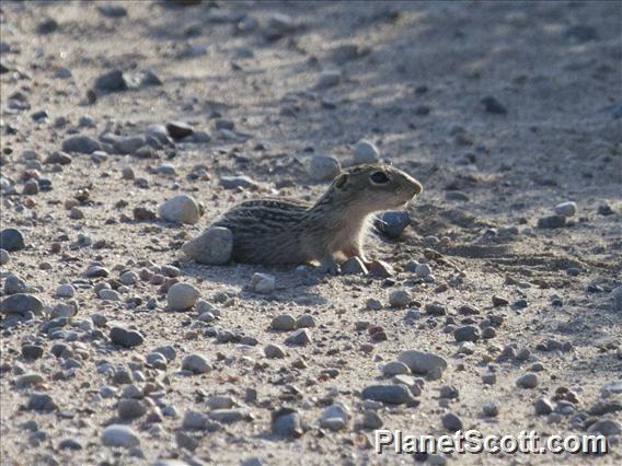 Thirteen-lined Ground Squirrel (Spermophilus richardsonii)