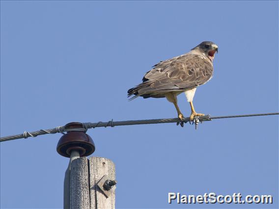 Swainson's Hawk (Buteo swainsoni)