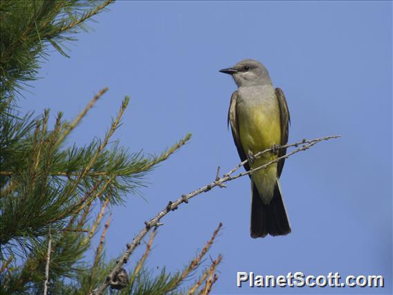 Western Kingbird (Tyrannus verticalis)