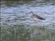 Greater Yellowlegs (Tringa melanoleuca)