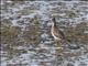 Lesser Yellowlegs (Tringa flavipes)