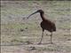 White-faced Ibis (Plegadis chihi)