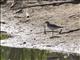 Solitary Sandpiper (Tringa solitaria)