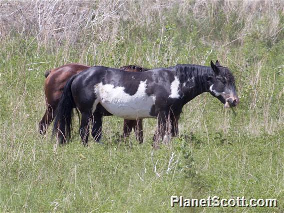 Horse (Equus caballus)