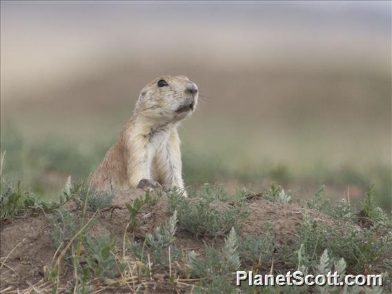 Black-tailed Prairie Dog (Cynomys ludovicianus)