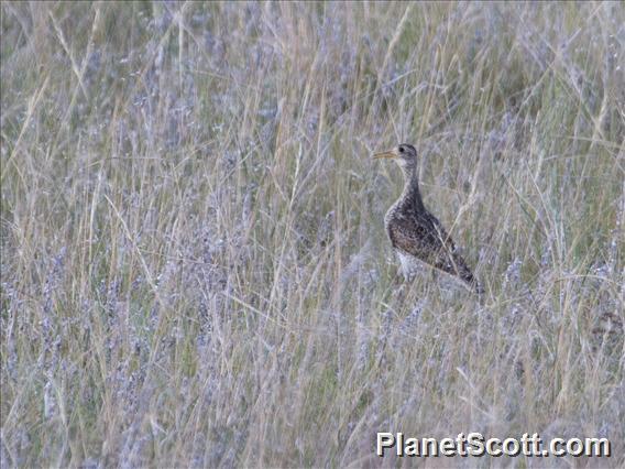 Upland Sandpiper (Bartramia longicauda)