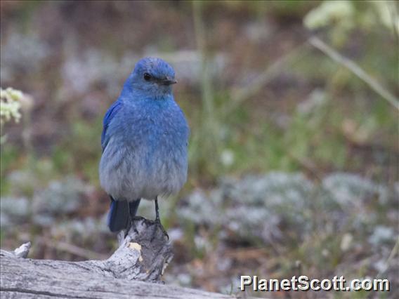 Mountain Bluebird (Sialia currucoides)