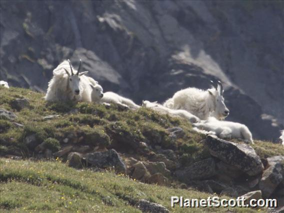 Mountain Goat (Oreamnos americanus)