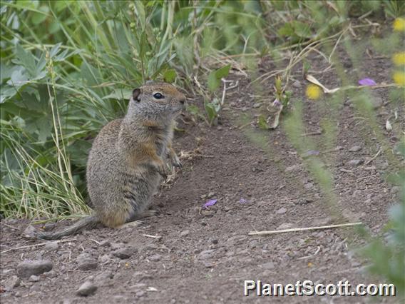 Uinta Ground Squirrel (Urocitellus armitus)