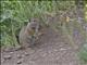 Uinta Ground Squirrel (Urocitellus armitus)