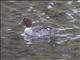 Common Goldeneye (Bucephala clangula) - Female