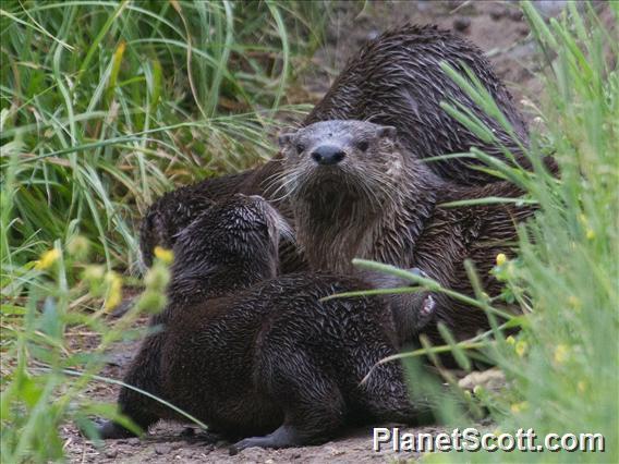 Northern River Otter (Lontra canadensis)