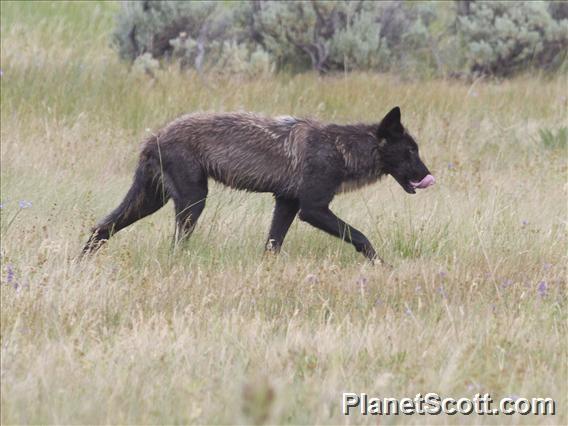 Gray Wolf (Canis lupus)