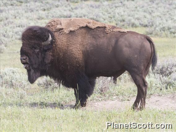 American Bison (Bison bison)