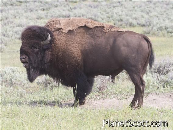 American Bison (Bos bison)