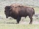 American Bison (Bos bison)