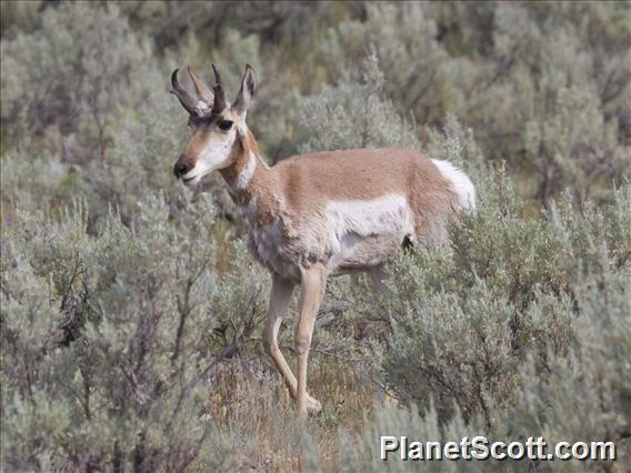 Pronghorn (Antilocapra americana)