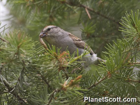 Chipping Sparrow (Spizella passerina)