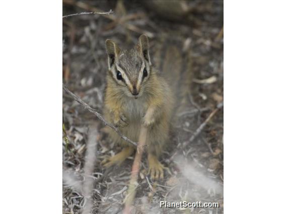 Yellow Pine Chipmunk (Neotamias amoenus)