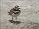 Killdeer (Charadrius vociferus)