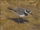 Killdeer (Charadrius vociferus) - Juvenile