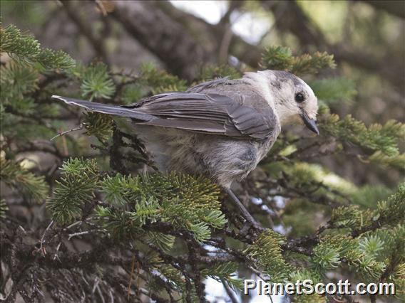 Canada Jay (Perisoreus canadensis)