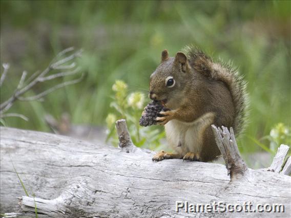 American Red Squirrel (Tamiasciurus hudsonicus)