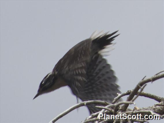 American Three-toed Woodpecker (Picoides dorsalis)