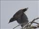 Three-toed Woodpecker (Picoides tridactylus)