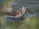 Short-billed Dowitcher (Limnodromus griseus)