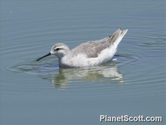 Wilson's Phalarope (Phalaropus tricolor)