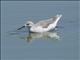 Wilsons Phalarope (Phalaropus tricolor)