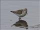 Western Sandpiper (Calidris mauri)