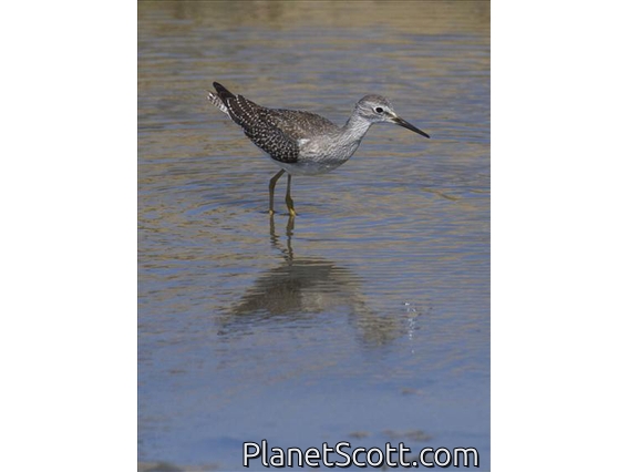 Lesser Yellowlegs (Tringa flavipes)