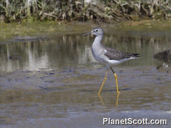 Lesser Yellowlegs (Tringa flavipes)