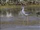 Lesser Yellowlegs (Tringa flavipes)