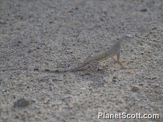 Zebra-tailed Lizard (Callisaurus draconoides)