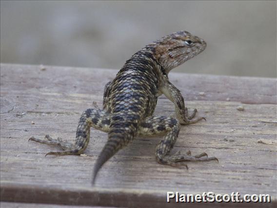 Desert Spiny Lizard (Sceloporus magister)