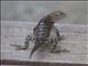 Desert Spiny Lizard (Sceloporus magister)