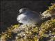 Surfbird (Calidris virgata)