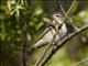 Warbling Vireo (Vireo gilvus)