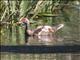 Muscovy Duck (Cairina moschata) - Female Domestic Type